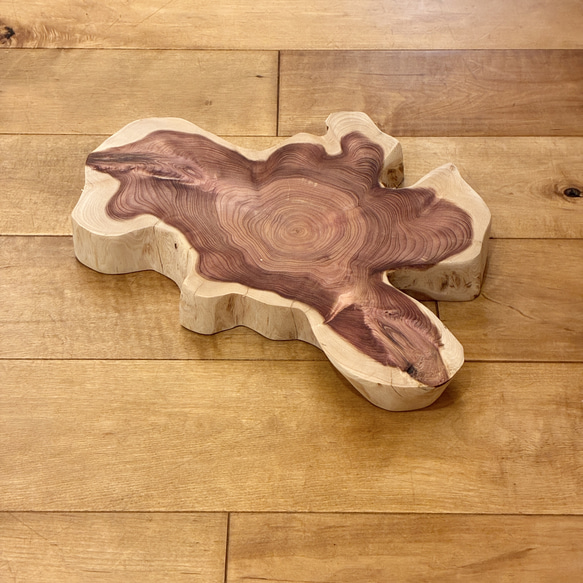 カイヅカイブキ　No.1437 2枚目の画像