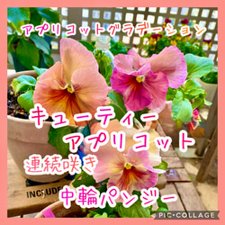 八重咲きローマン　苗　ダブルフラワーカモミール　4号サイズ　カモミール 10_011000001560.jpg?1560609038