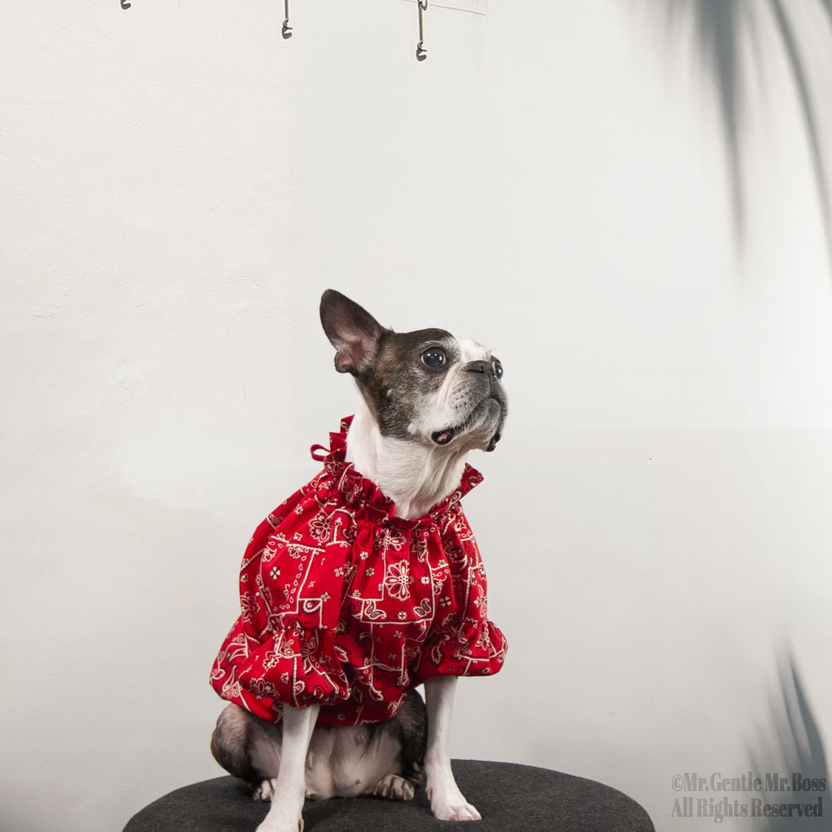 ペイズリー ブラウス ☆Red☆ 犬服