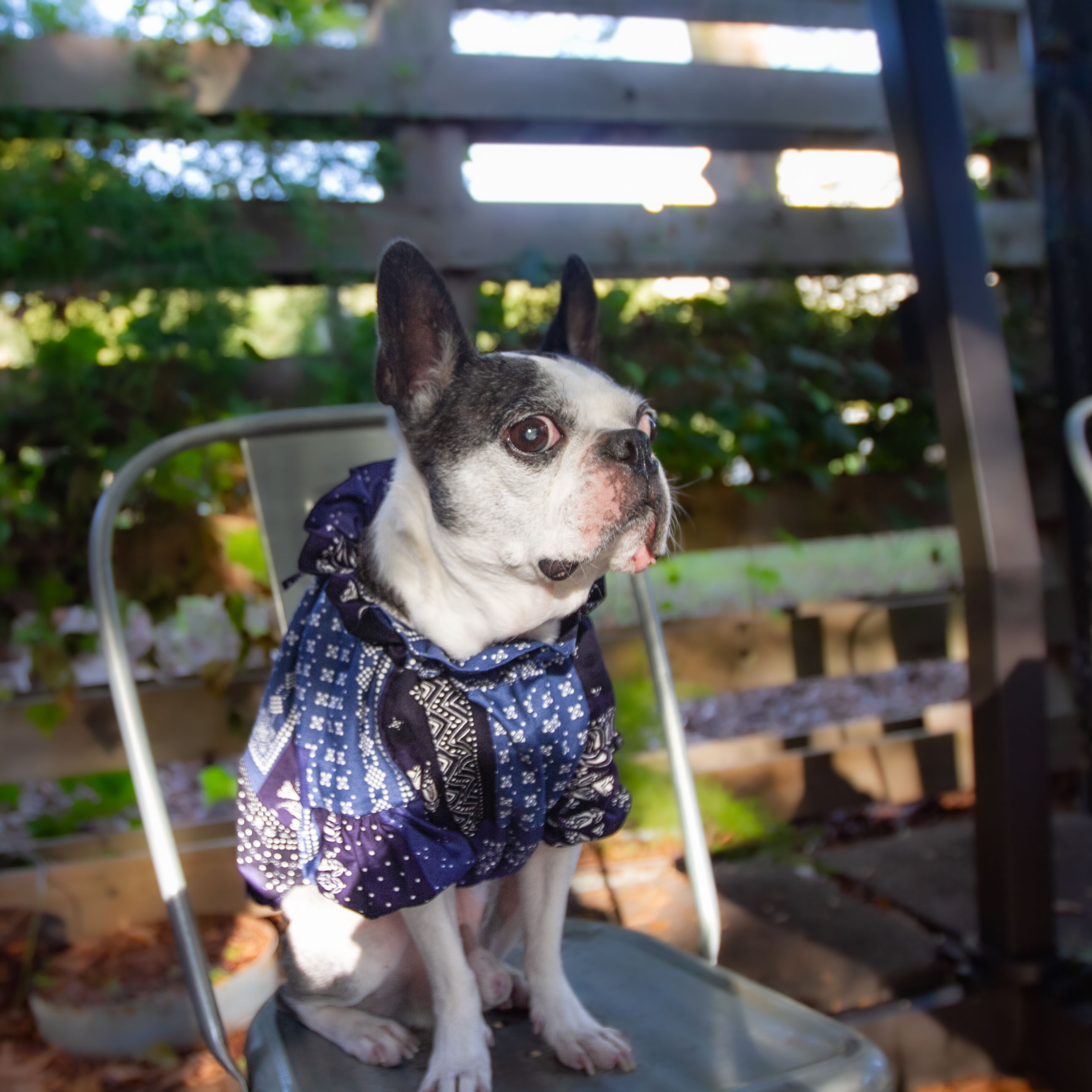 ペイズリー ブラウス ☆Navy☆ 犬服