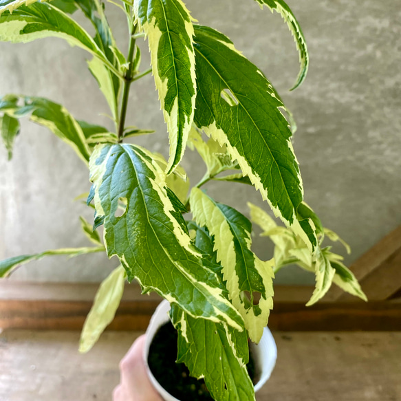 ユーパトリウム　バリエガータ（斑入りフジバカマ）　2ポットset 3枚目の画像