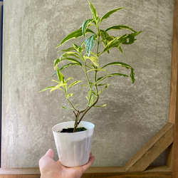 ユーパトリウム　バリエガータ（斑入りフジバカマ）　2ポットset 4枚目の画像