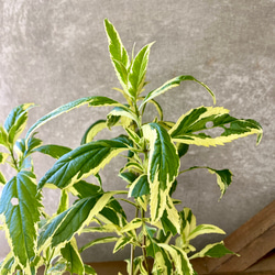 ユーパトリウム　バリエガータ（斑入りフジバカマ）　2ポットset 2枚目の画像