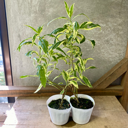 ユーパトリウム　バリエガータ（斑入りフジバカマ）　2ポットset 1枚目の画像