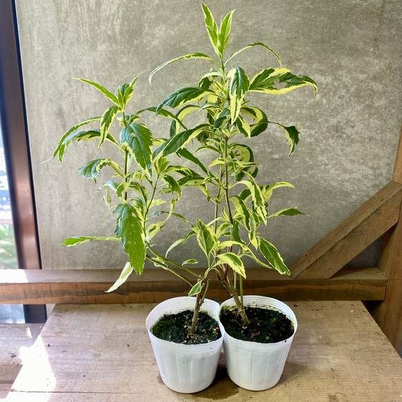 ユーパトリウム　バリエガータ（斑入りフジバカマ）　2ポットset 1枚目の画像