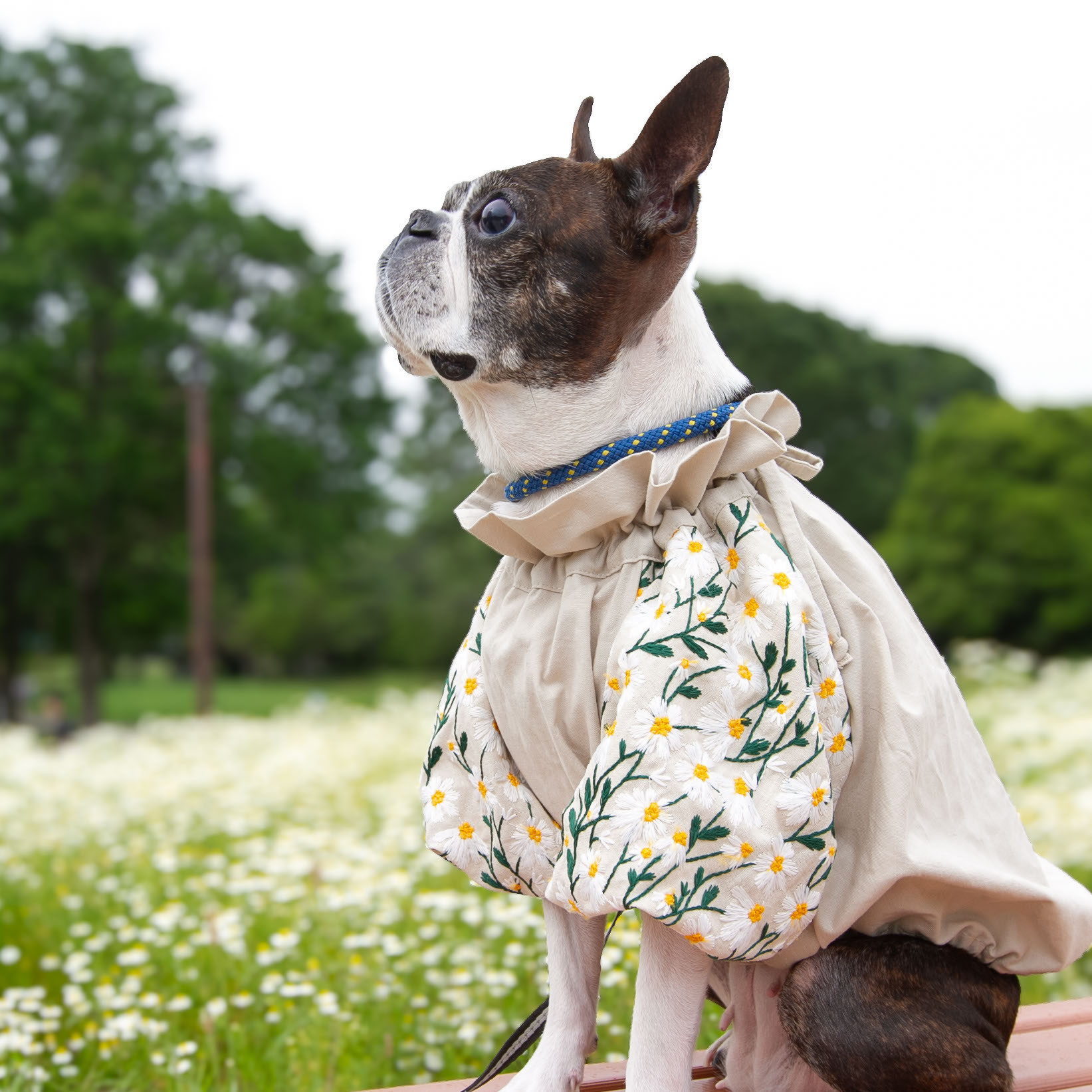Daisy刺繍ブラウス ☆生成り☆ 犬服
