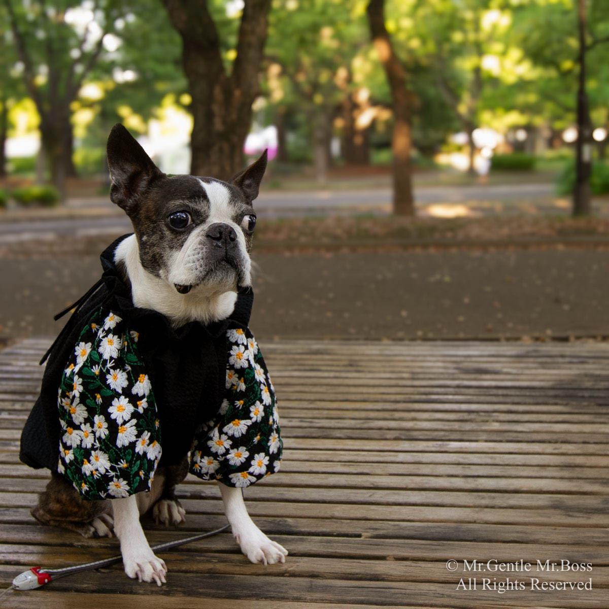 Daisy刺繍ブラウス ☆Black☆ 犬服