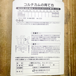 コルチカム 八重咲 ウォーターリリー 球根 優しいピンクの秋咲き花 可愛いインテリアにも 5枚目の画像