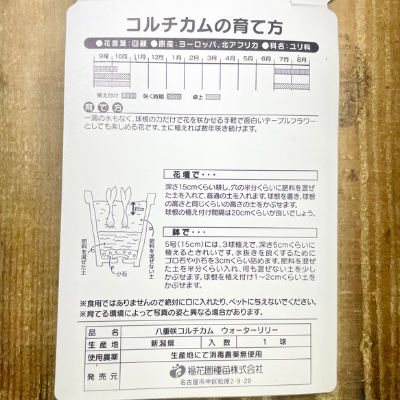 コルチカム 八重咲 ウォーターリリー 球根 優しいピンクの秋咲き花 可愛いインテリアにも 5枚目の画像