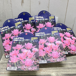 コルチカム 八重咲 ウォーターリリー 球根 優しいピンクの秋咲き花 可愛いインテリアにも 6枚目の画像