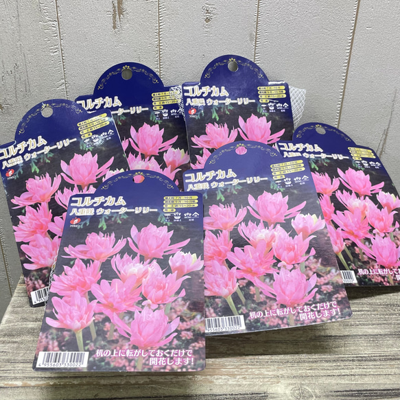コルチカム 八重咲 ウォーターリリー 球根 優しいピンクの秋咲き花 可愛いインテリアにも 6枚目の画像