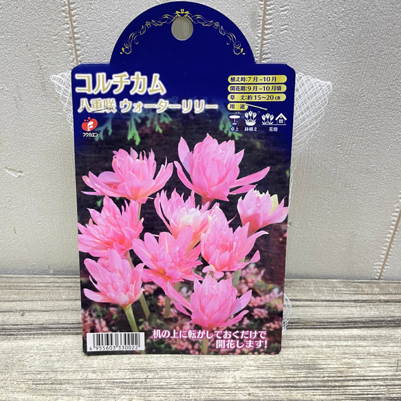コルチカム 八重咲 ウォーターリリー 球根 優しいピンクの秋咲き花 可愛いインテリアにも 4枚目の画像