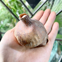 コルチカム 八重咲 ウォーターリリー 球根 優しいピンクの秋咲き花 可愛いインテリアにも 1枚目の画像