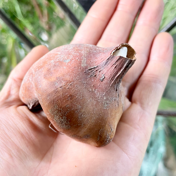 コルチカム 八重咲 ウォーターリリー 球根 優しいピンクの秋咲き花 可愛いインテリアにも 2枚目の画像