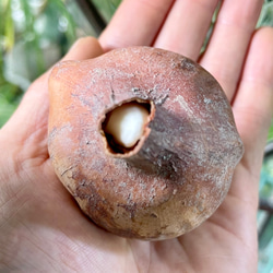 コルチカム 八重咲 ウォーターリリー 球根 優しいピンクの秋咲き花 可愛いインテリアにも 3枚目の画像