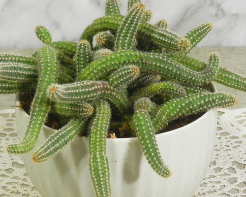 ☆ENGEI ichioki☆紐サボテン「白檀・ビャクダン」陶器鉢03◇魅力的な