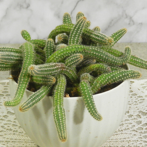 ☆ENGEI ichioki☆紐サボテン「白檀・ビャクダン」陶器鉢03◇魅力的な