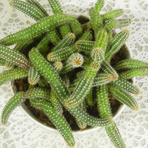 ☆ENGEI ichioki☆紐サボテン「白檀・ビャクダン」陶器鉢03◇魅力的な