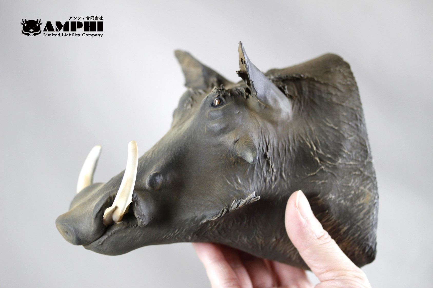 イボイノシシ（Phacochoerus aethiopicus ）のミニトロフィー 壁掛け可能レプリカ
