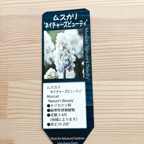 球根♡ ムスカリ ネイチャーズビューティ 3球 アートフラワー Little
