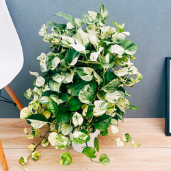 ［現品］【希少】ウスバザミア　8号　メキシコソテツ　蘇轍　観葉植物　室内　レア 現品］【希少】ウスバザミア 8号 メキシコソテツ 蘇轍 観葉植物