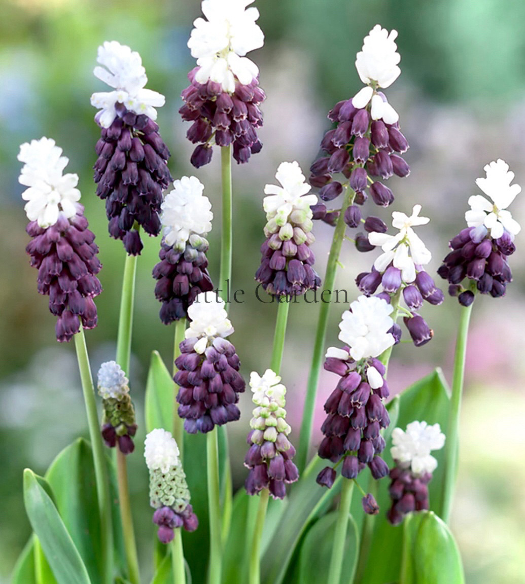 希少 球根 透明感 冷蔵 アイス ムスカリ『ピンクサンライズ』２球 フェミニン♪ 希少 球根 透明感 冷蔵 アイス ムスカリ『ピンクサンライズ』2球