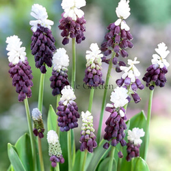 ムスカリ球根　アズレウム①　５球根＋ピンク&ホワイト ムスカリ球根 アズレウム① 5球根＋ピンク&ホワイト ムスカリ