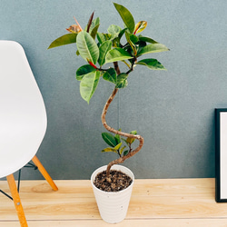 現品］【希少】2番 サイカス タイシルバー 実生 蘇轍 観葉植物