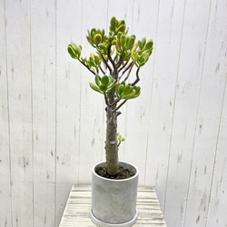 超大株 盆栽仕立て 金のなる木 クラッスラ セメントポット 受け皿付き 4枚目の画像