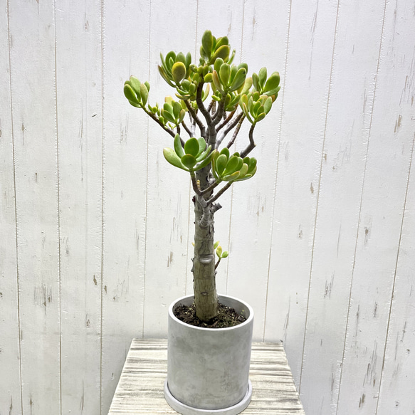 超大株 盆栽仕立て 金のなる木 クラッスラ セメントポット 受け皿付き 4枚目の画像