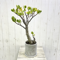 超大株 盆栽仕立て 金のなる木 クラッスラ セメントポット 受け皿付き 1枚目の画像