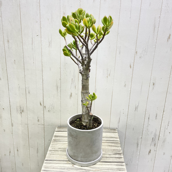 超大株 盆栽仕立て 金のなる木 クラッスラ セメントポット 受け皿付き 2枚目の画像