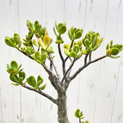 超大株 盆栽仕立て 金のなる木 クラッスラ セメントポット 受け皿付き 5枚目の画像