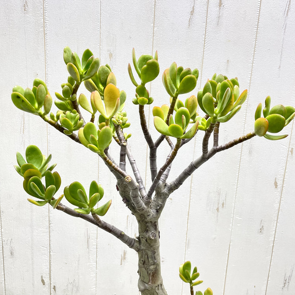 超大株 盆栽仕立て 金のなる木 クラッスラ セメントポット 受け皿付き 5枚目の画像