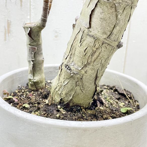 超大株 盆栽仕立て 金のなる木 クラッスラ セメントポット 受け皿付き 7枚目の画像