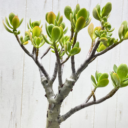 超大株 盆栽仕立て 金のなる木 クラッスラ セメントポット 受け皿付き 6枚目の画像