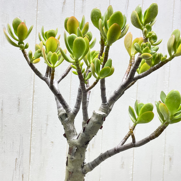 超大株 盆栽仕立て 金のなる木 クラッスラ セメントポット 受け皿付き 6枚目の画像