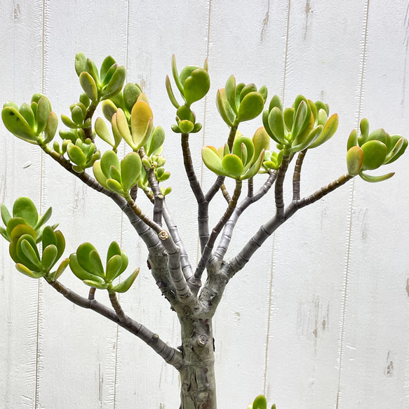 超大株 盆栽仕立て 金のなる木 クラッスラ セメントポット 受け皿付き 9枚目の画像