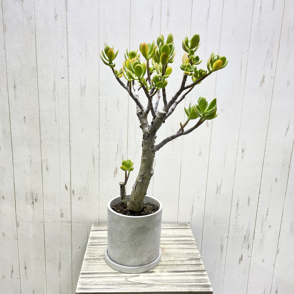 超大株 盆栽仕立て 金のなる木 クラッスラ セメントポット 受け皿付き 3枚目の画像