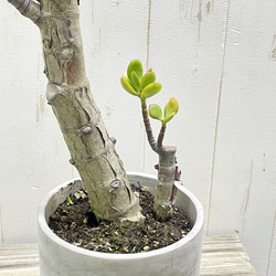 超大株 盆栽仕立て 金のなる木 クラッスラ セメントポット 受け皿付き 8枚目の画像