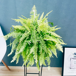 現品］【希少】ユッカ ロストラータ 実生 短葉 幹立 10号 観葉