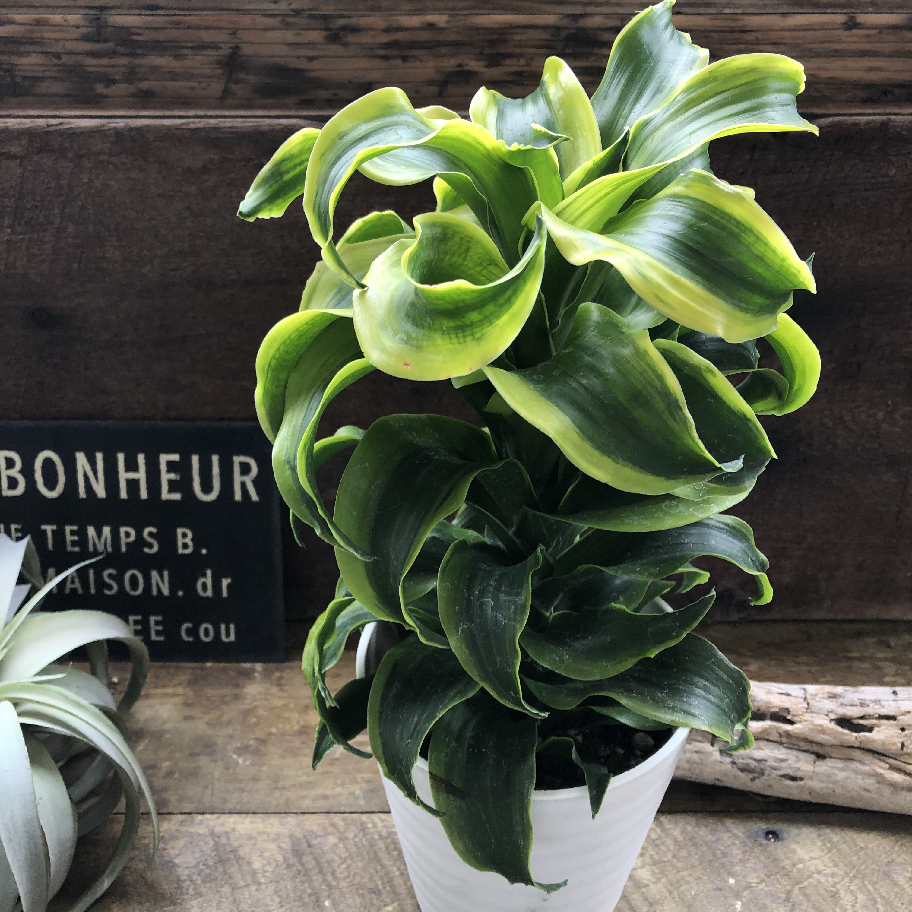 希少♡斑入りドラセナ♡トルネード（5号鉢）♡観葉植物