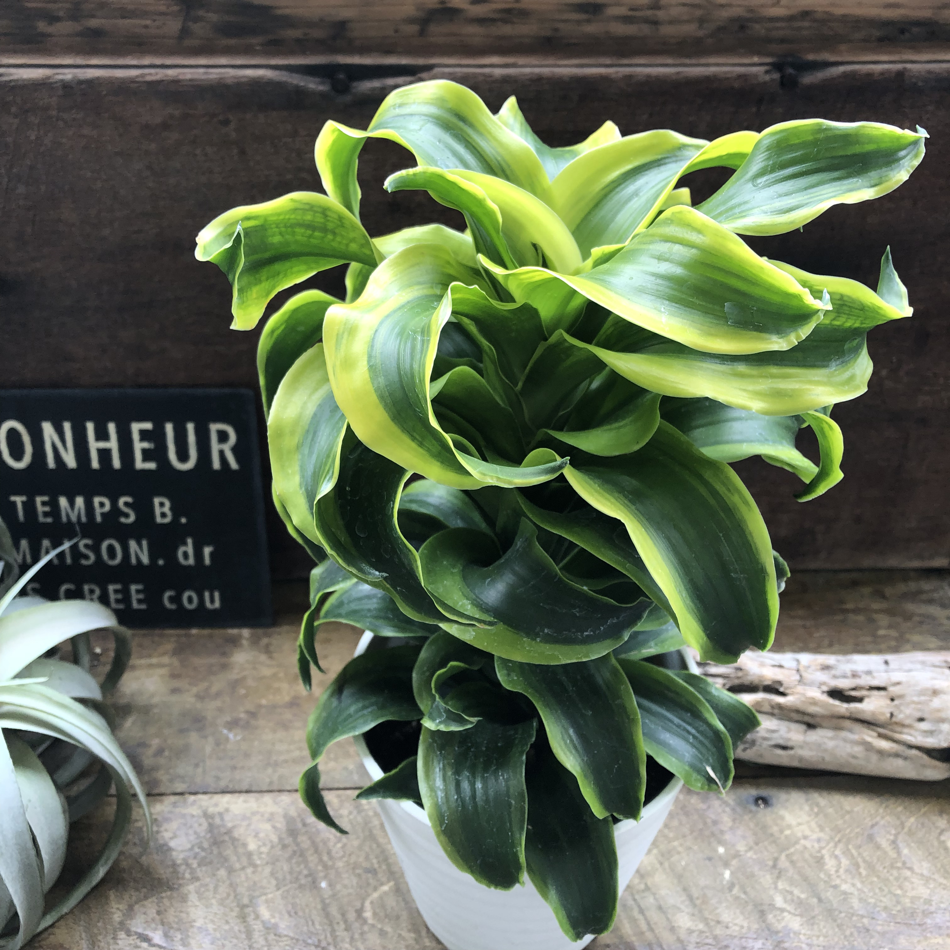 希少♡斑入りドラセナ♡トルネード（5号鉢）♡観葉植物