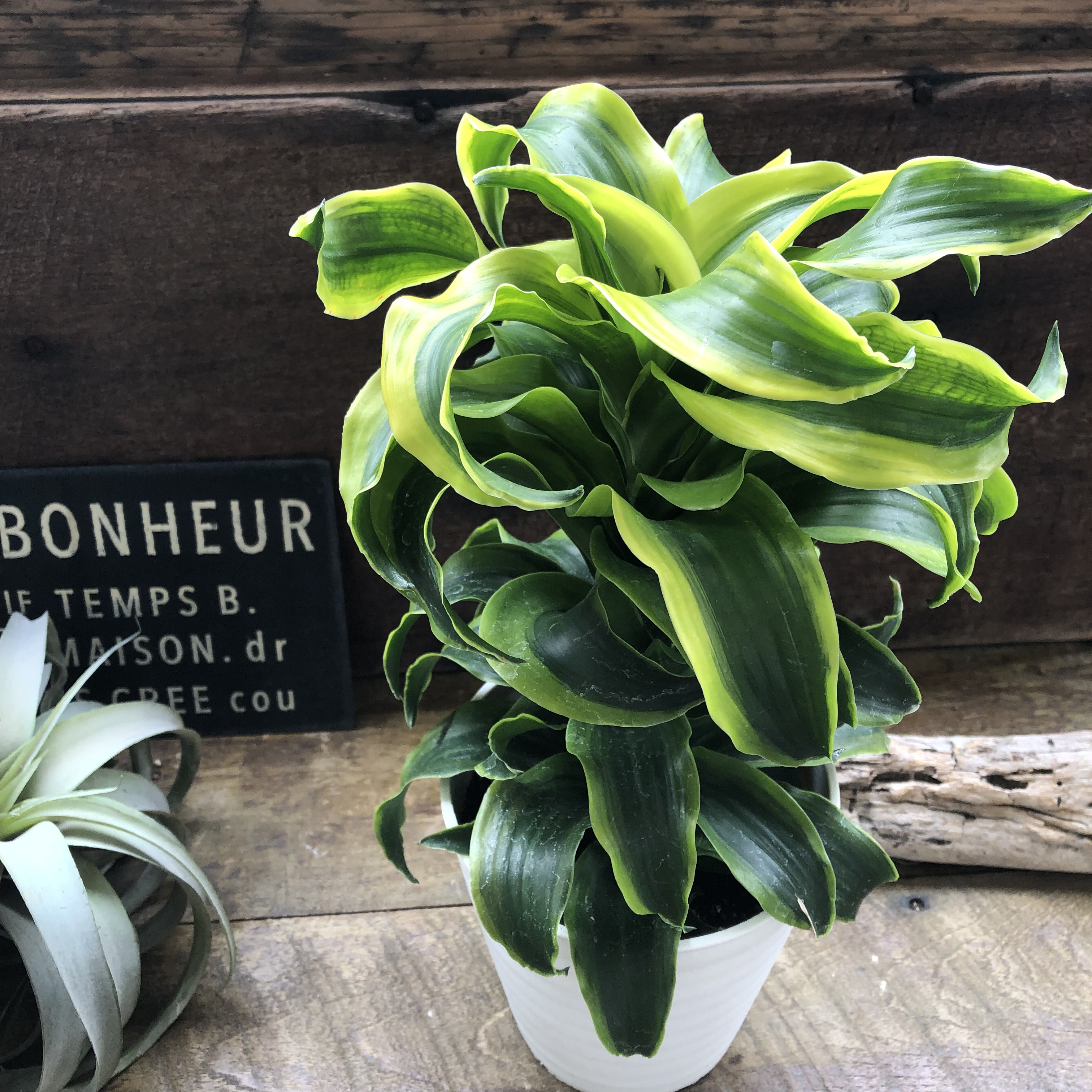 希少♡斑入りドラセナ♡トルネード（5号鉢）♡観葉植物