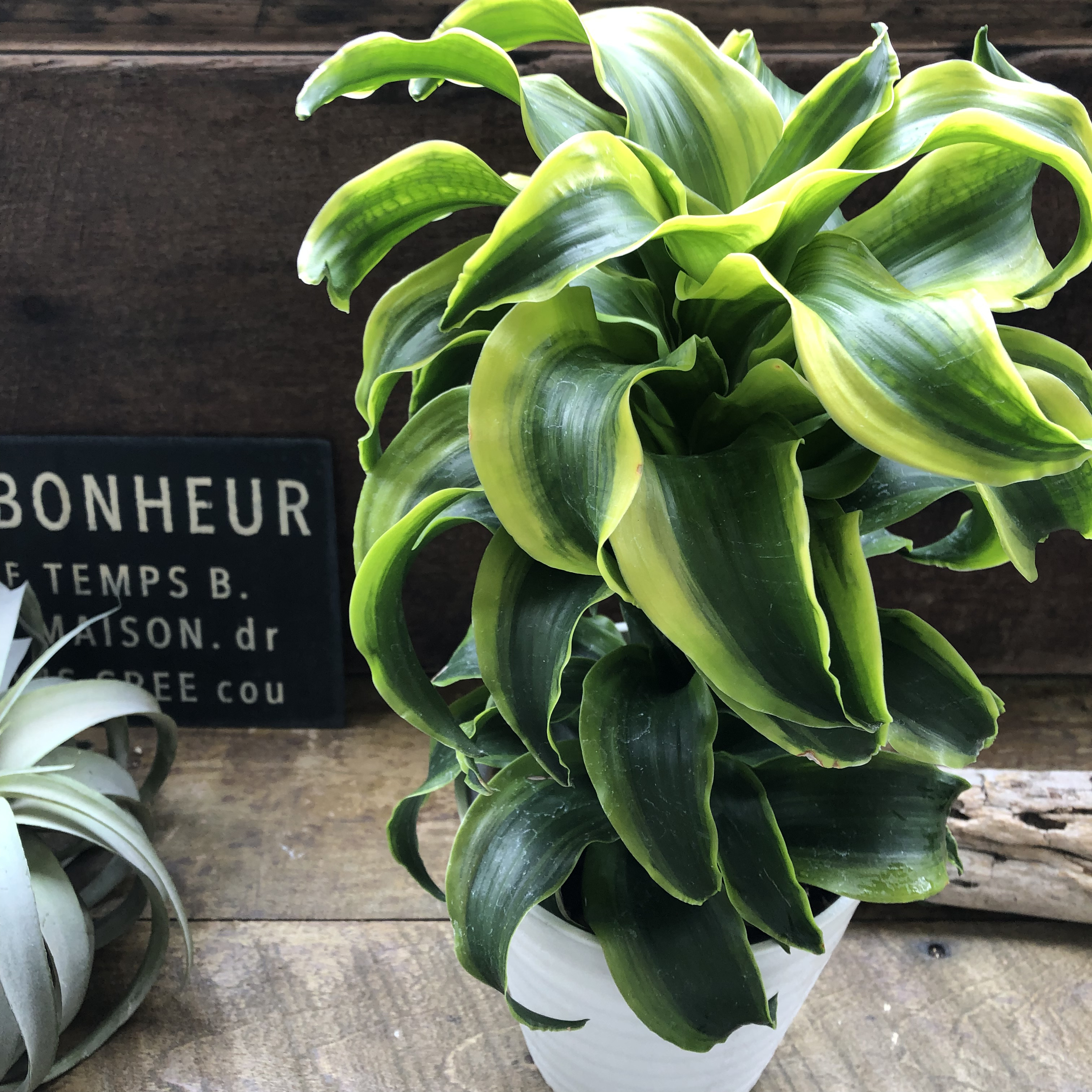 希少♡斑入りドラセナ♡トルネード（5号鉢）♡観葉植物