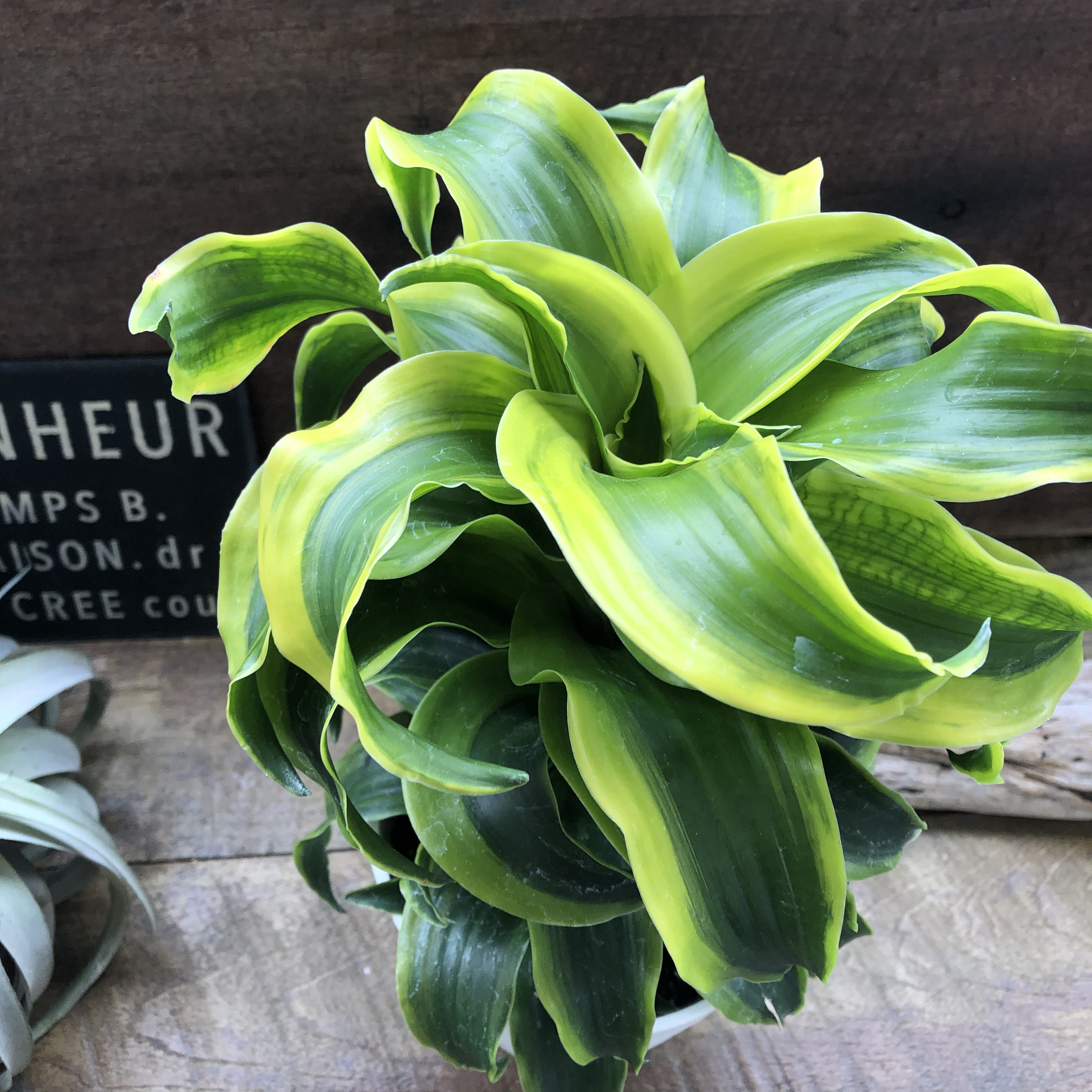 希少♡斑入りドラセナ♡トルネード（5号鉢）♡観葉植物