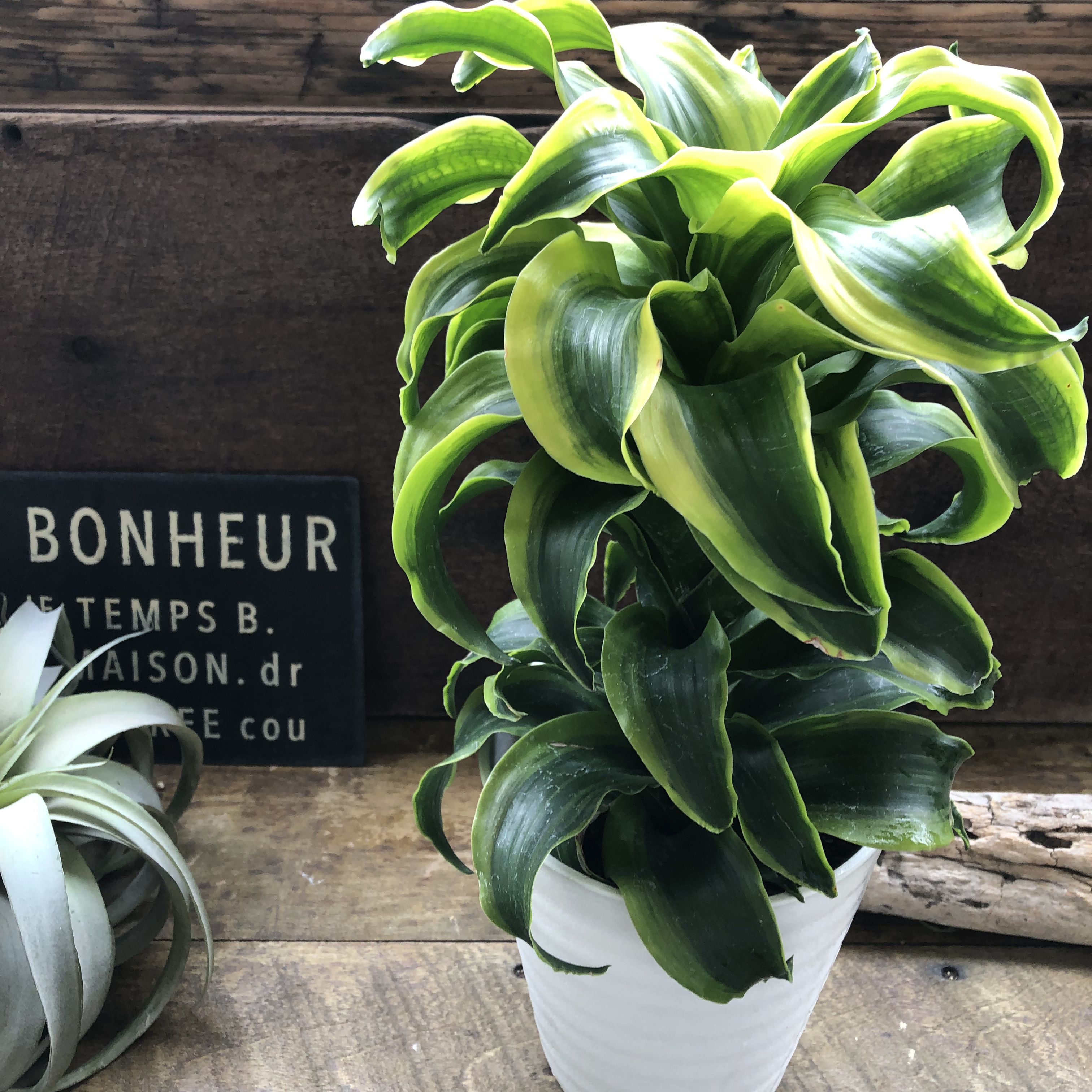 希少♡斑入りドラセナ♡トルネード（5号鉢）♡観葉植物