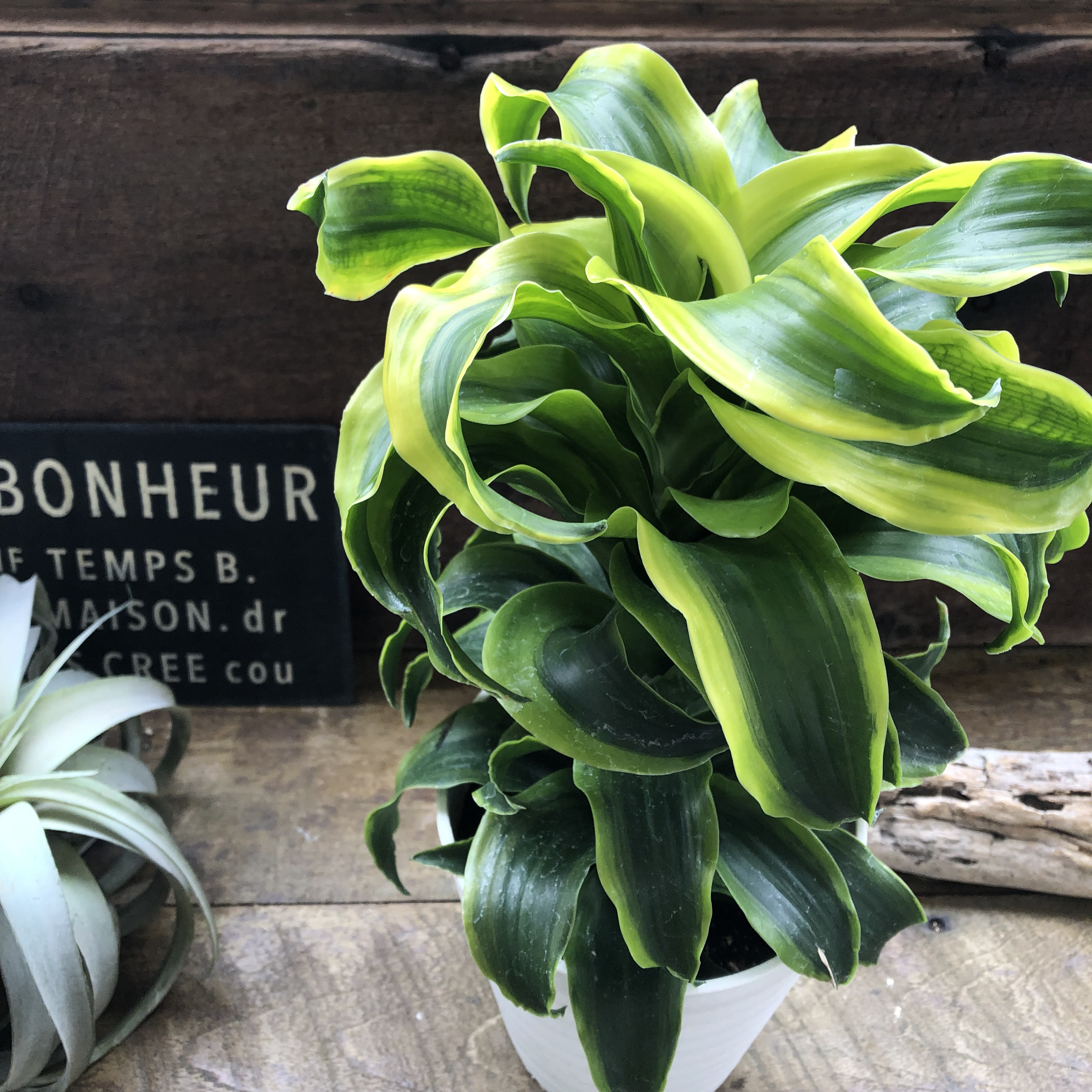 希少♡斑入りドラセナ♡トルネード（5号鉢）♡観葉植物