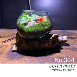 57 イモリウム カエルリウム 苔アート 苔テラリウム テラリウム