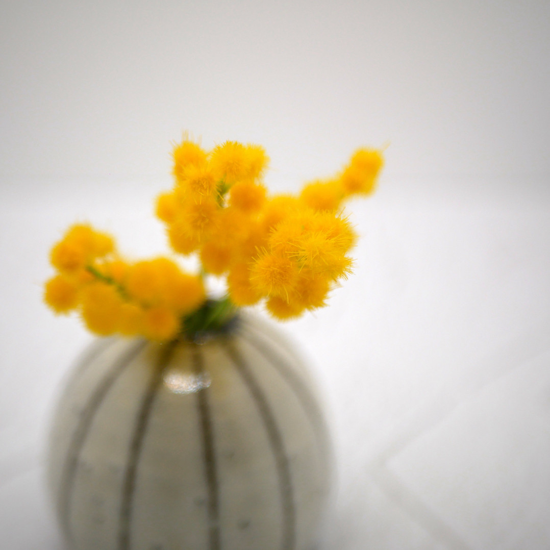 ミモザ クレイフラワー 撮影 M6-4S